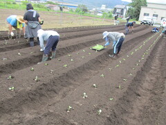 なすを植えている写真です。