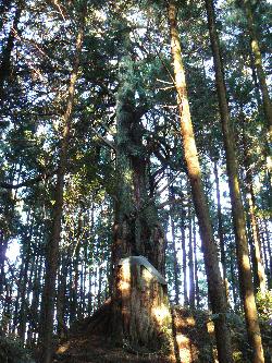 古宮の大ヒノキの画像