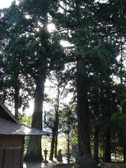 白鳥神社の大スギの画像