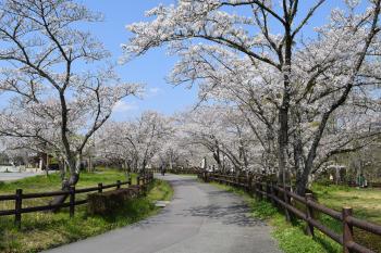 桜淵