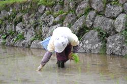 四谷の千枚田5