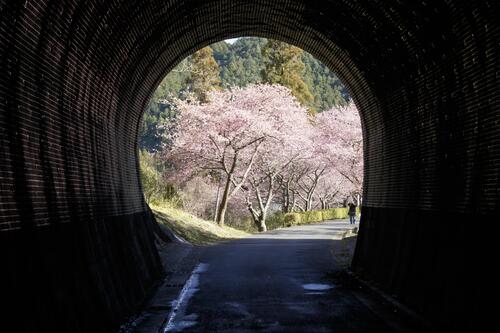河津桜