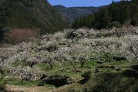 川売の梅