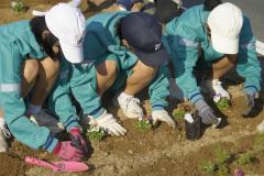 東郷中学校（花を植える）